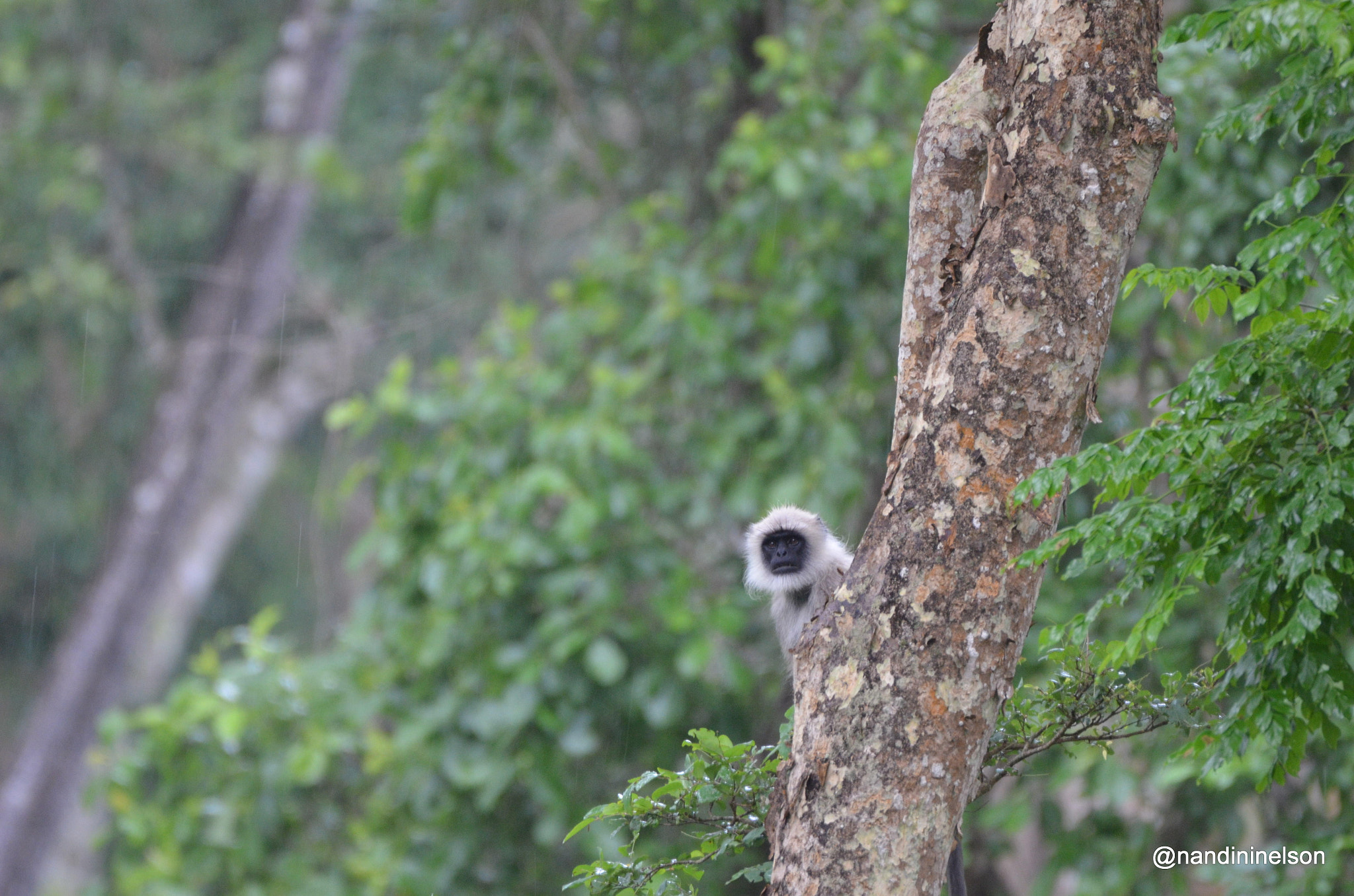 Sigma 150-600mm F5-6.3 DG OS HSM | C sample photo. Hide and seek.jpg photography