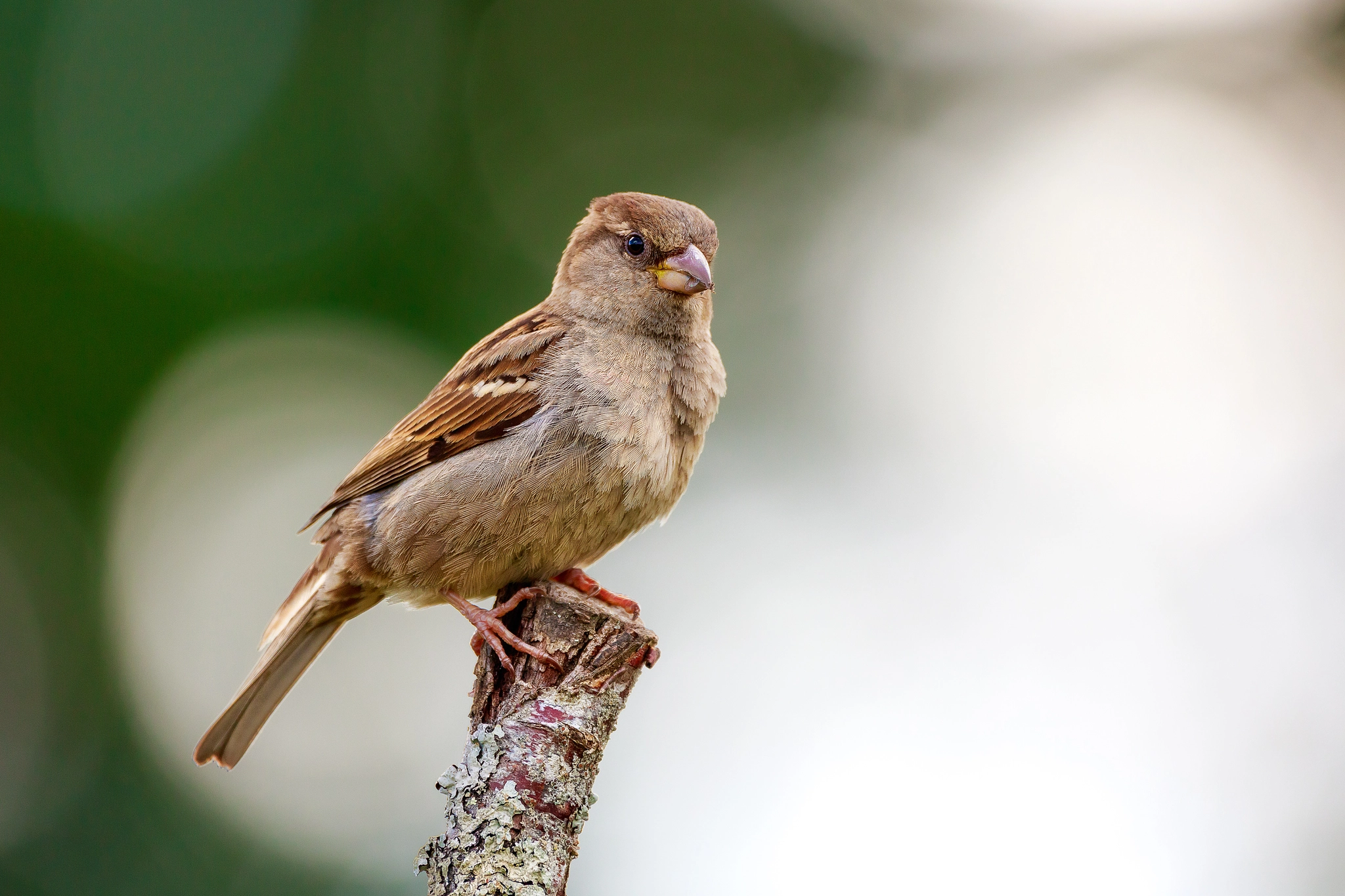 150-600mm F5-6.3 DG OS HSM | Contemporary 015 sample photo. House sparrow photography