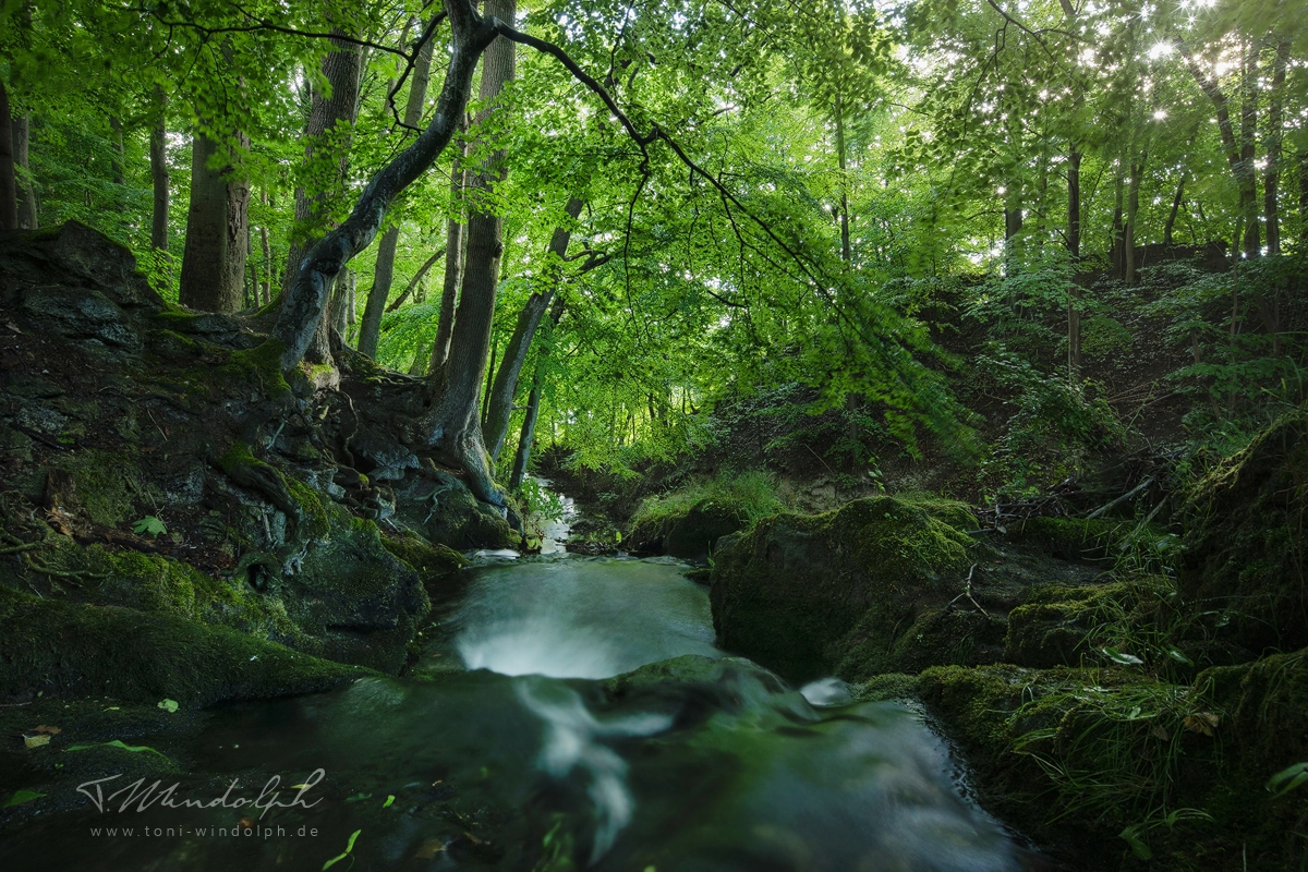 Canon TS-E 17mm F4L Tilt-Shift sample photo. Lost creek photography