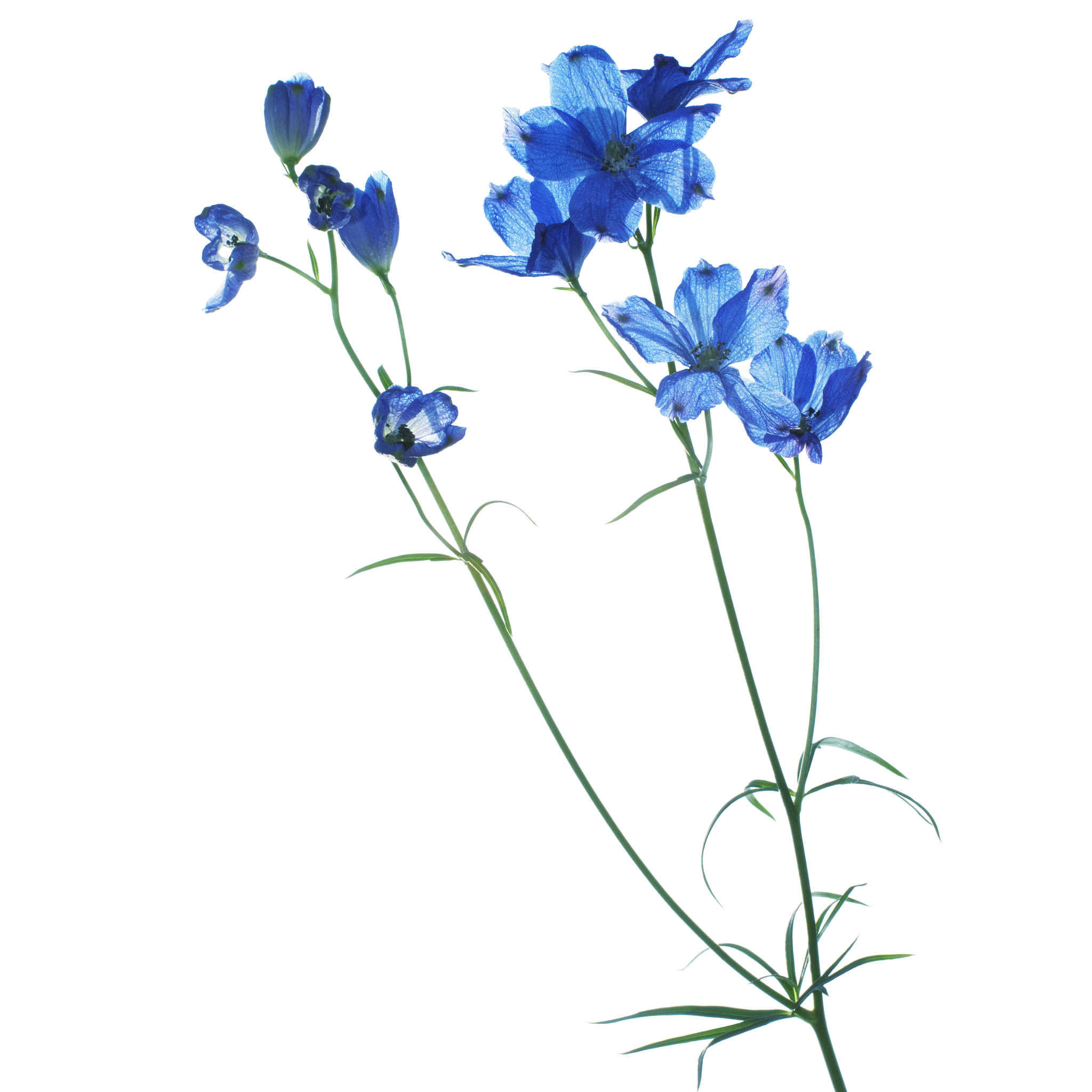 Pentax K-3 + Pentax smc DA* 55mm F1.4 SDM sample photo. Existence \ delphinium photography