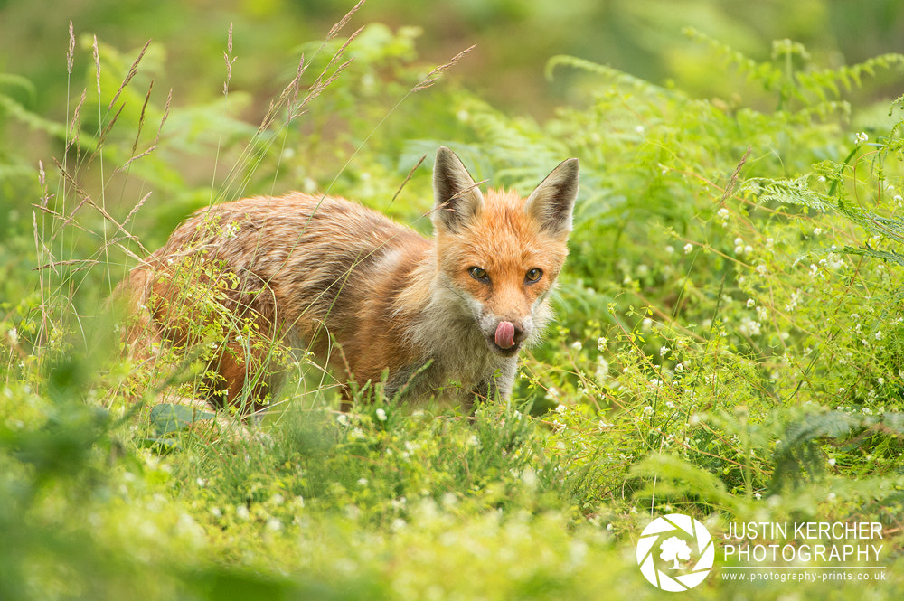 Nikon AF-S Nikkor 200-400mm F4G ED-IF VR sample photo. Vixen licking lips photography