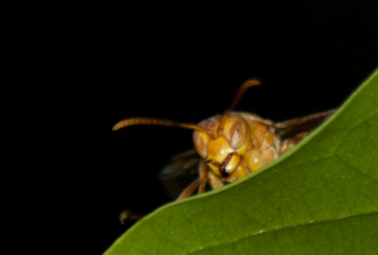 Nikon D70 sample photo. Who the f*ck knocks on my door? photography