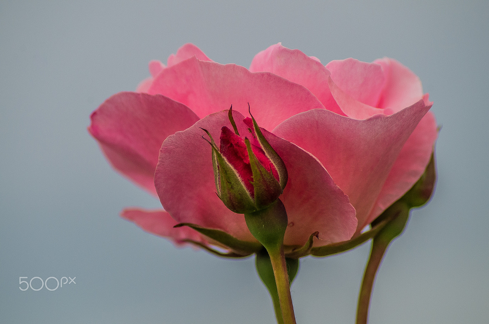 Pentax K-50 + Tamron AF 70-300mm F4-5.6 Di LD Macro sample photo. Pink rose photography