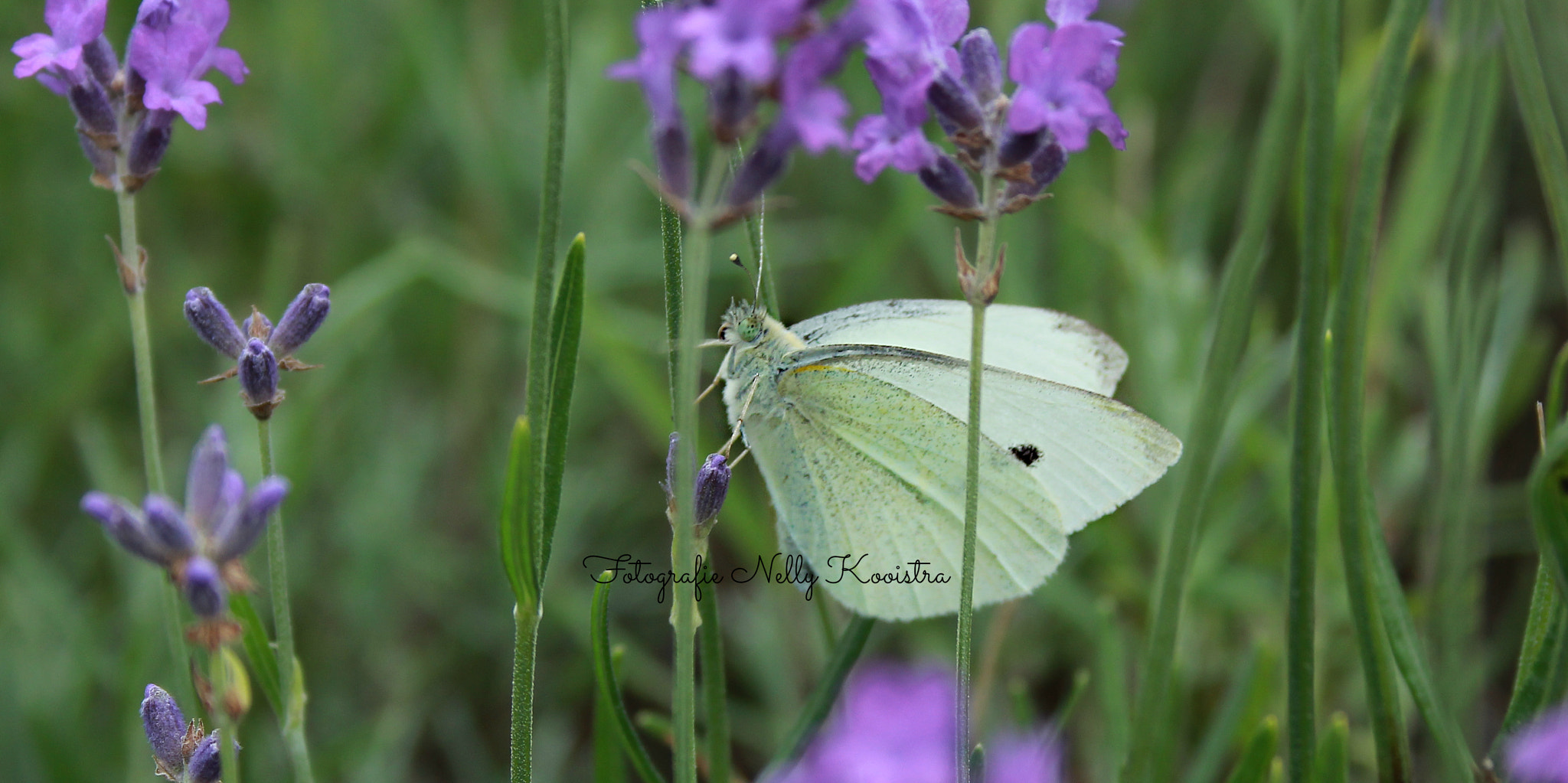 Canon EF-S 18-55mm F3.5-5.6 II sample photo. Butterfly photography