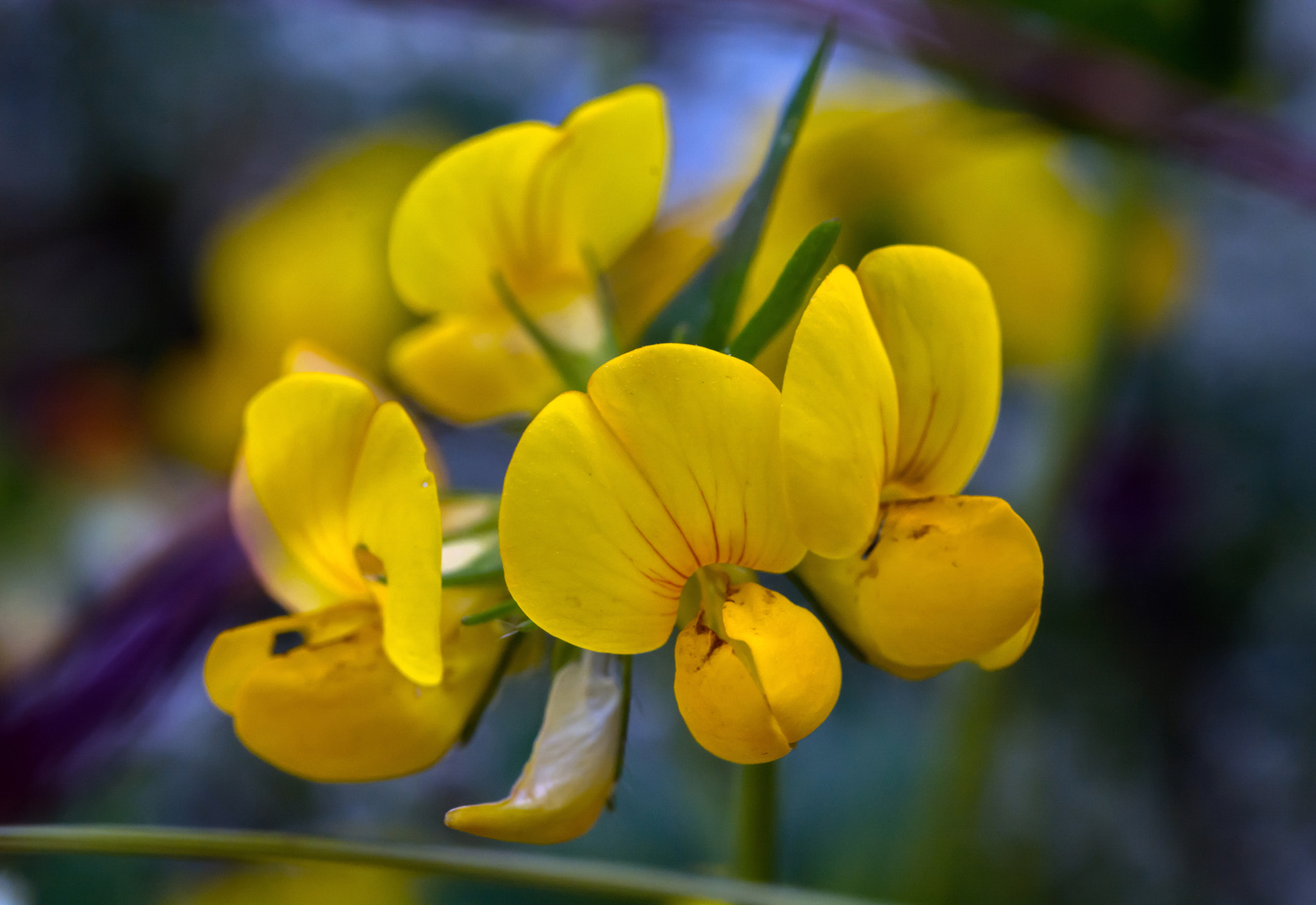 Nikon D7100 + AF Micro-Nikkor 60mm f/2.8 sample photo. It's greater than bird's-foot trefoil! photography