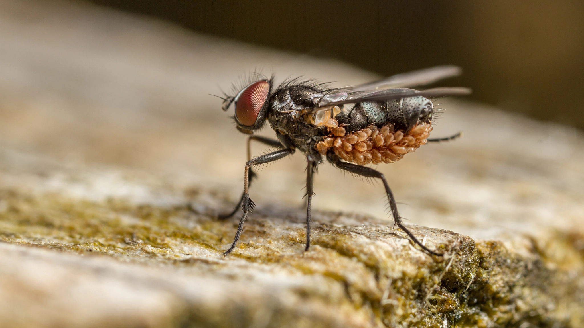 Canon MP-E 65mm F2.5 1-5x Macro Photo sample photo. Fannia maculata with mite infestation photography
