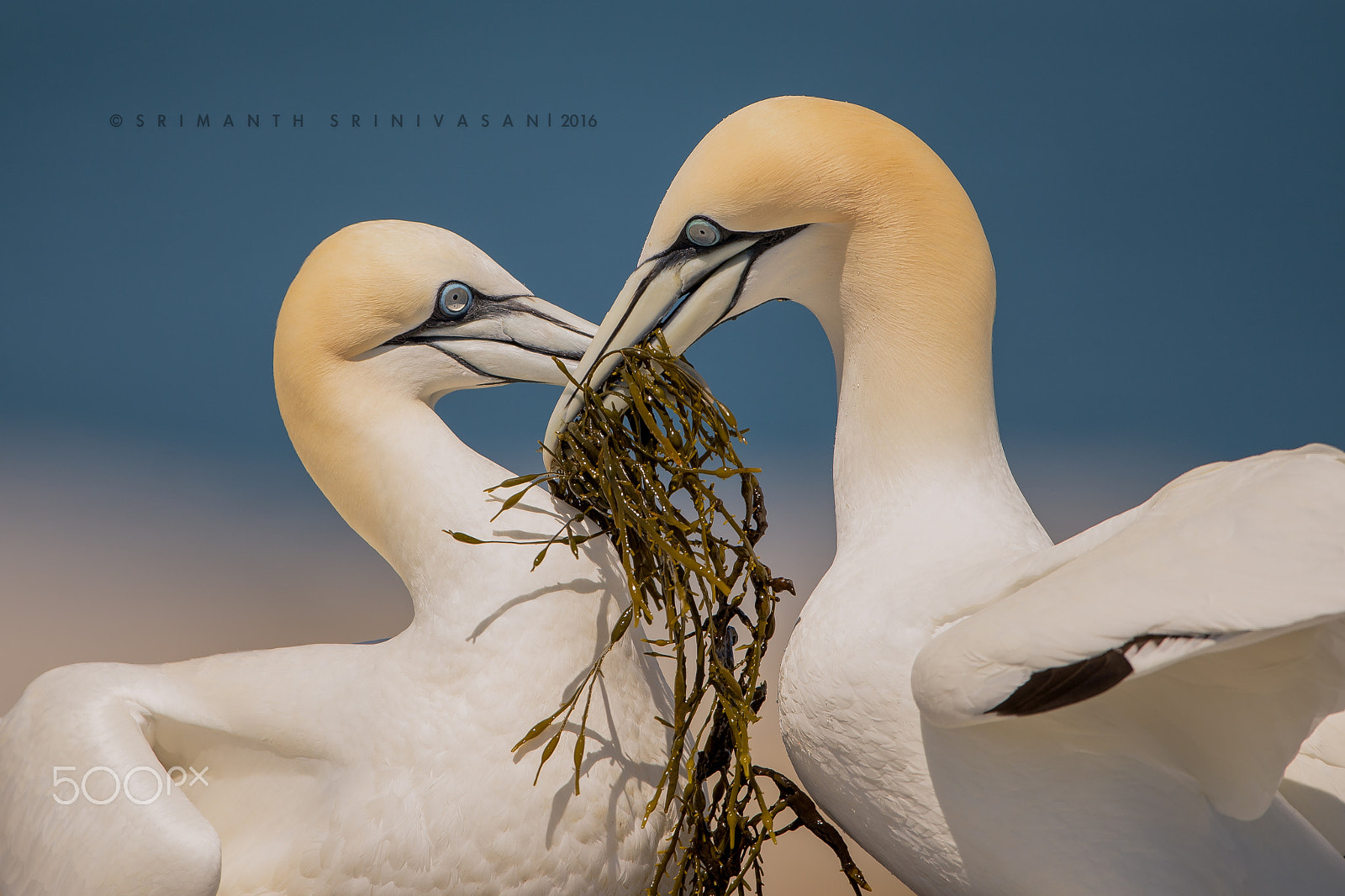 Nikon D610 + Nikon AF-S Nikkor 600mm F4G ED VR sample photo. Gannet pair photography