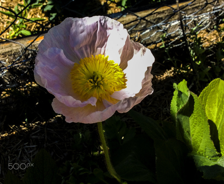 iPad Air back camera 3.3mm f/2.4 sample photo. Img o photography