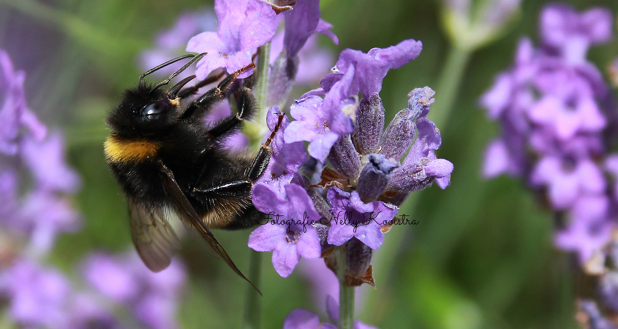 Canon EF-S 18-55mm F3.5-5.6 II sample photo. Bumblebee photography