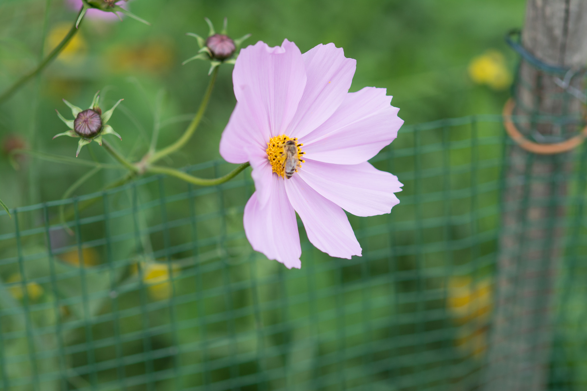 Nikon D7100 + Sigma 85mm F1.4 EX DG HSM sample photo. Rosa blume photography
