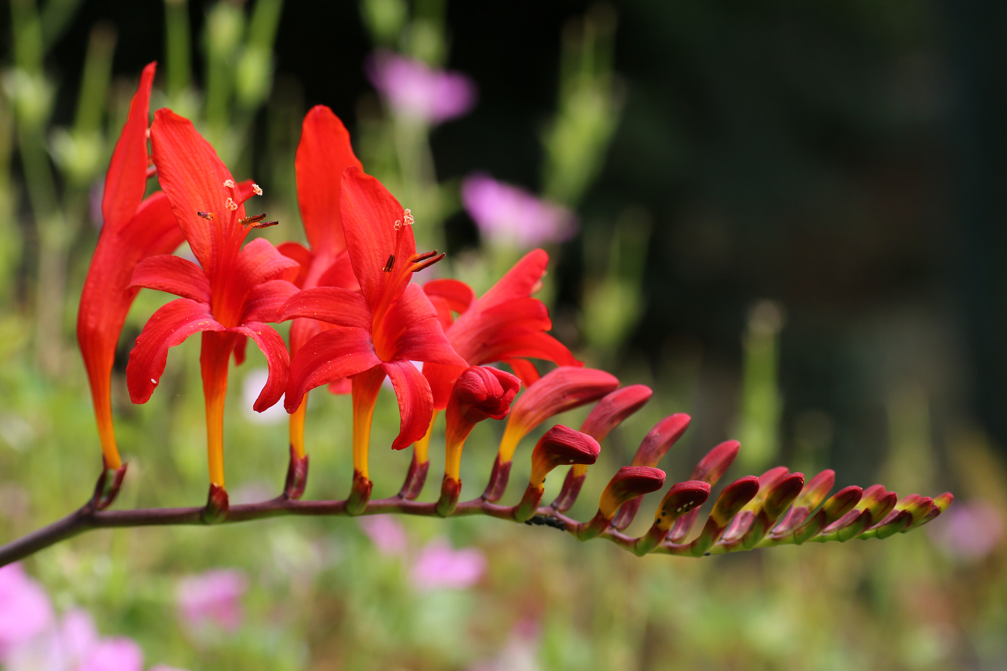 Sigma 70mm F2.8 EX DG Macro sample photo. Crocosmia lucifer photography