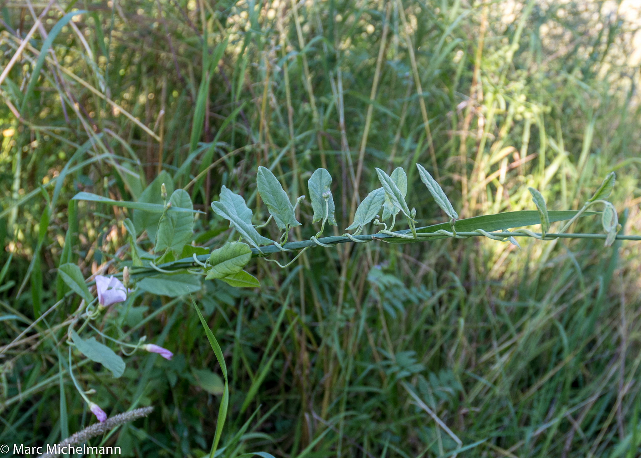 Nikon D500 sample photo. Walking leaves photography
