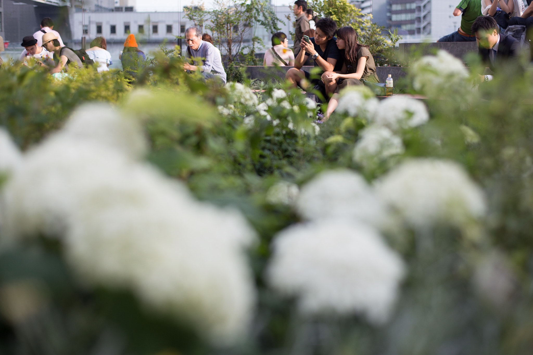 ZEISS Planar T* 50mm F1.4 sample photo. Lovers and hydrangea photography