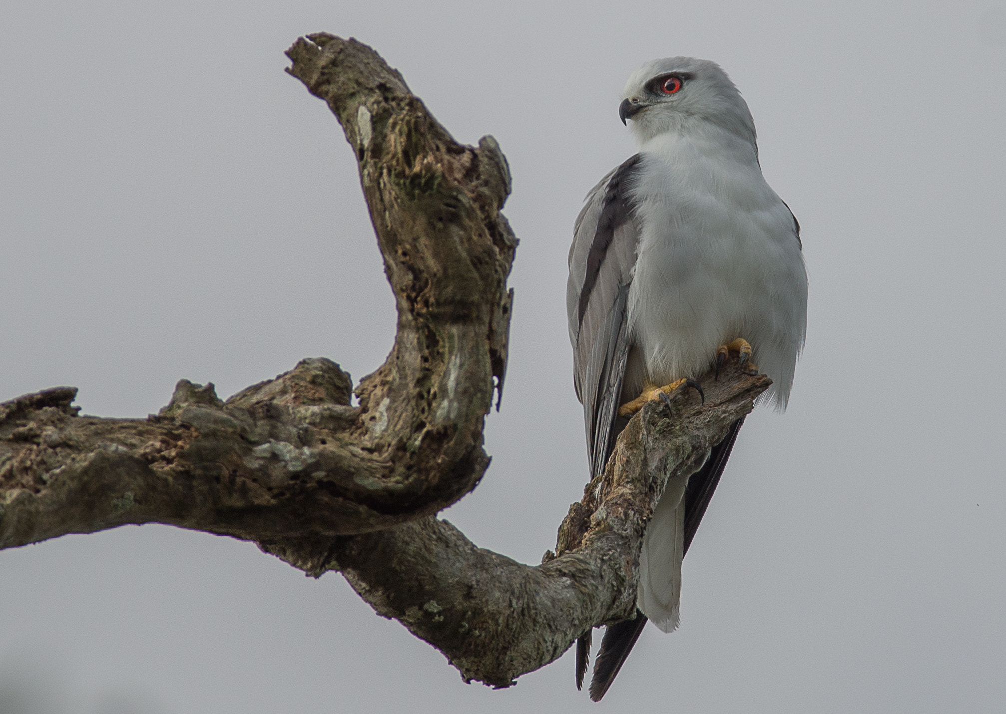 Nikon D600 + Nikon AF-S Nikkor 300mm F4D ED-IF sample photo. Black souldered kite photography