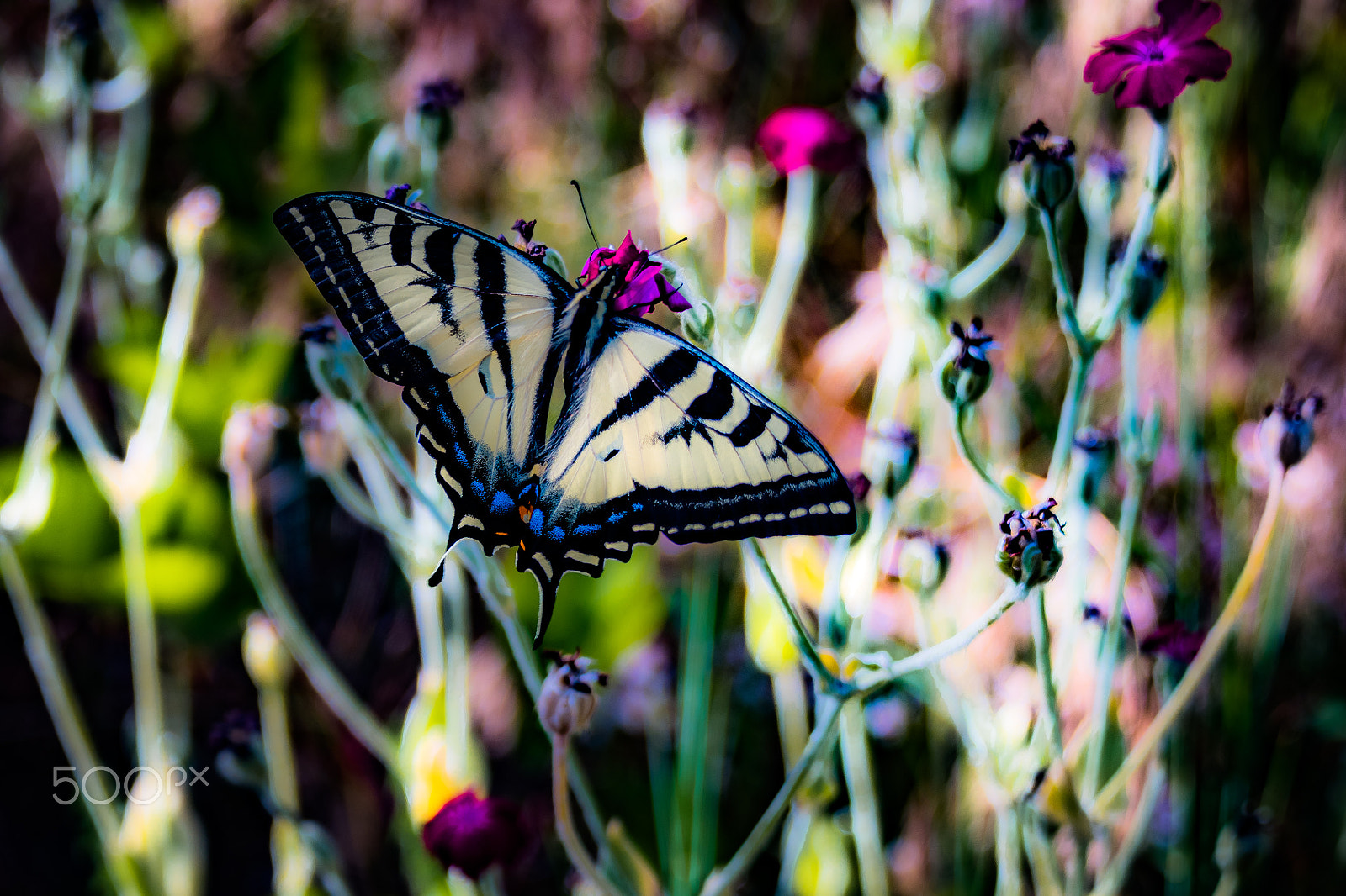 Nikon D500 sample photo. Papilio multicaudata/two-tailed swallowtail photography