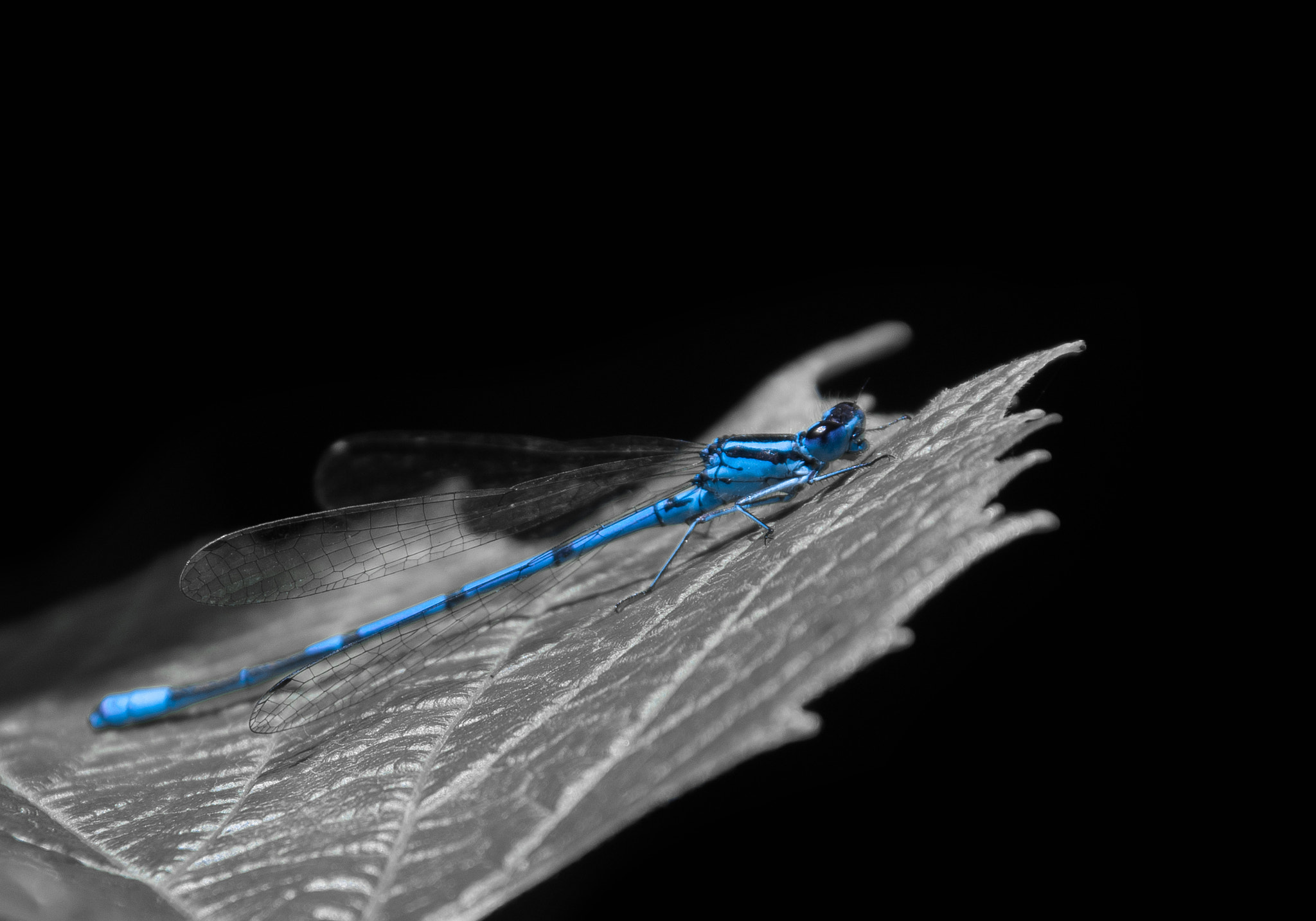 Sigma 28-300mm F3.5-6.3 DG Macro sample photo. Blue dragonfly photography