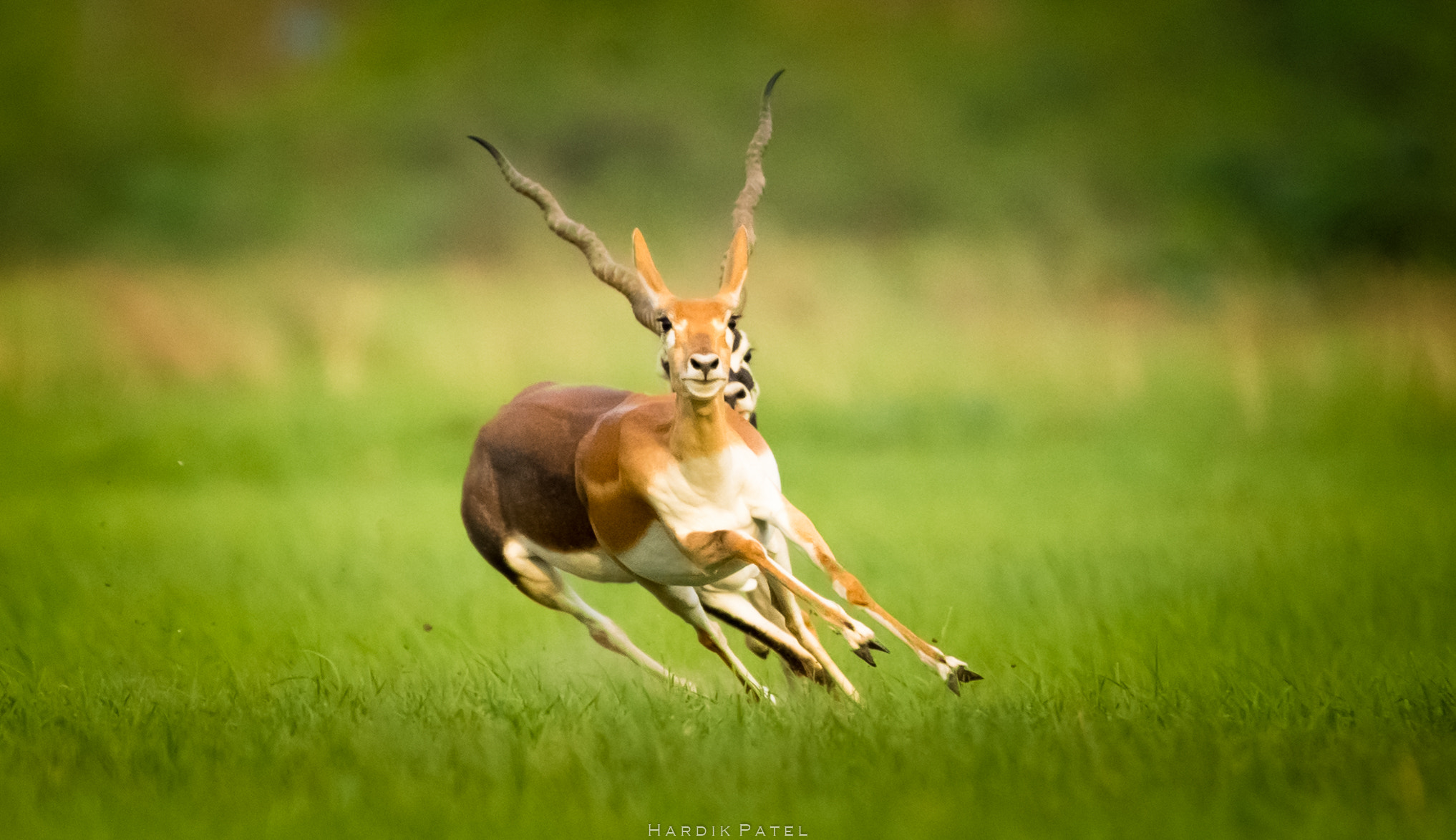 Nikon D4S + Tamron SP 150-600mm F5-6.3 Di VC USD sample photo. The chase photography