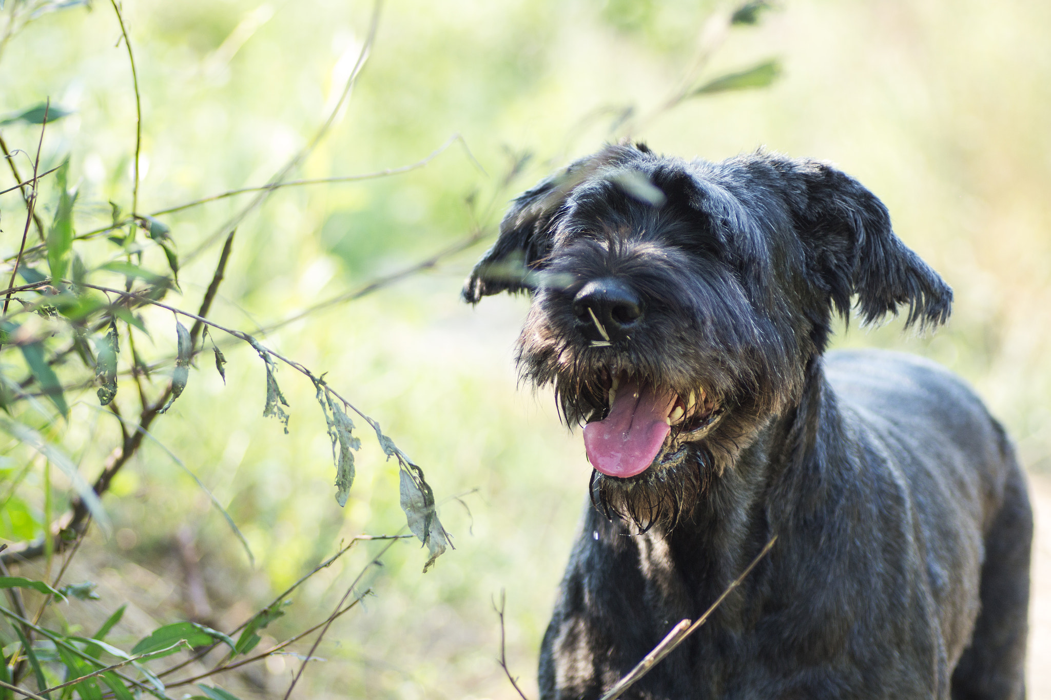 Canon EOS 700D (EOS Rebel T5i / EOS Kiss X7i) + Tamron SP AF 90mm F2.8 Di Macro sample photo. Giant schnauzer photography