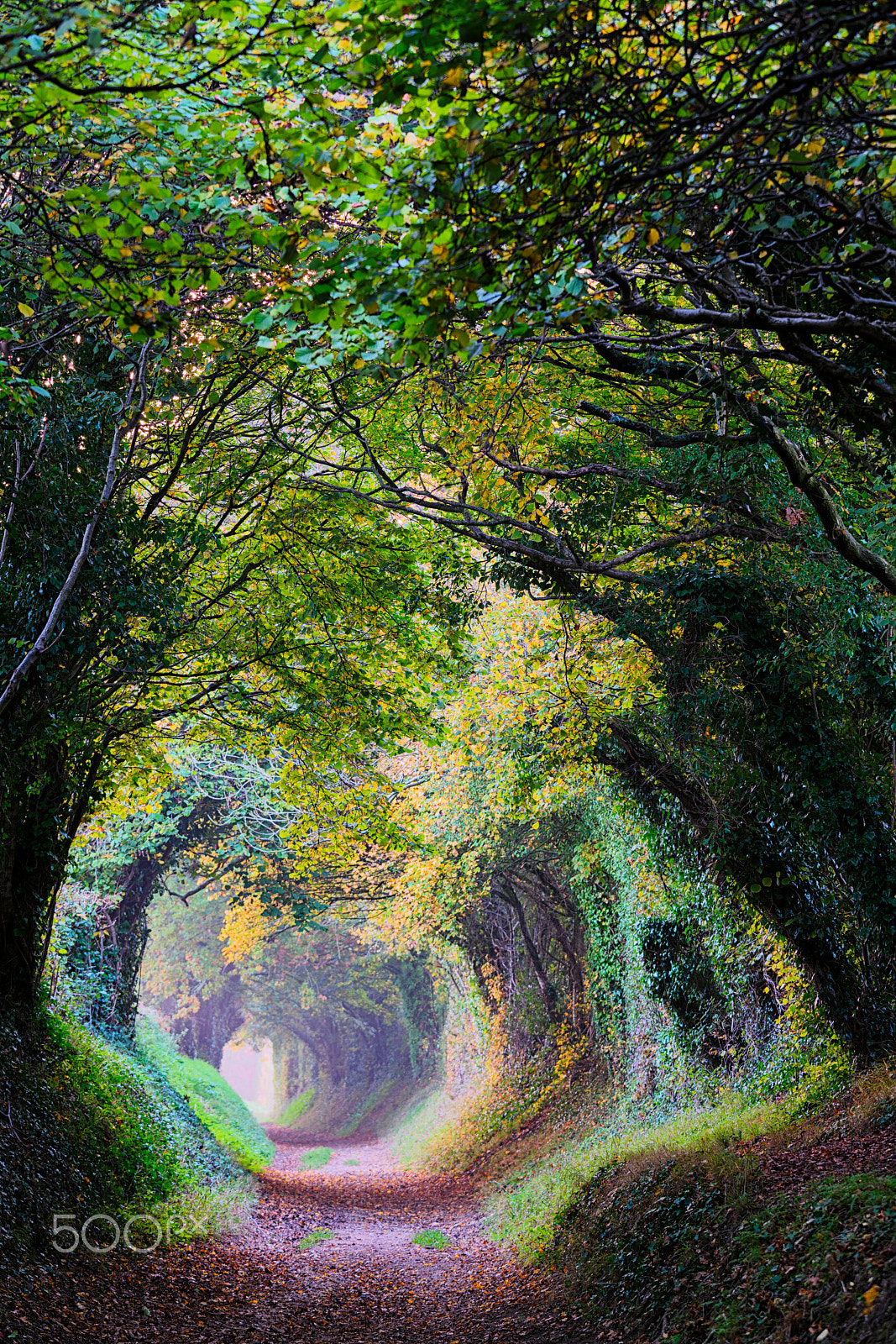 Sony a7R II + Canon EF 70-200mm F4L IS USM sample photo. Tree tunnel photography