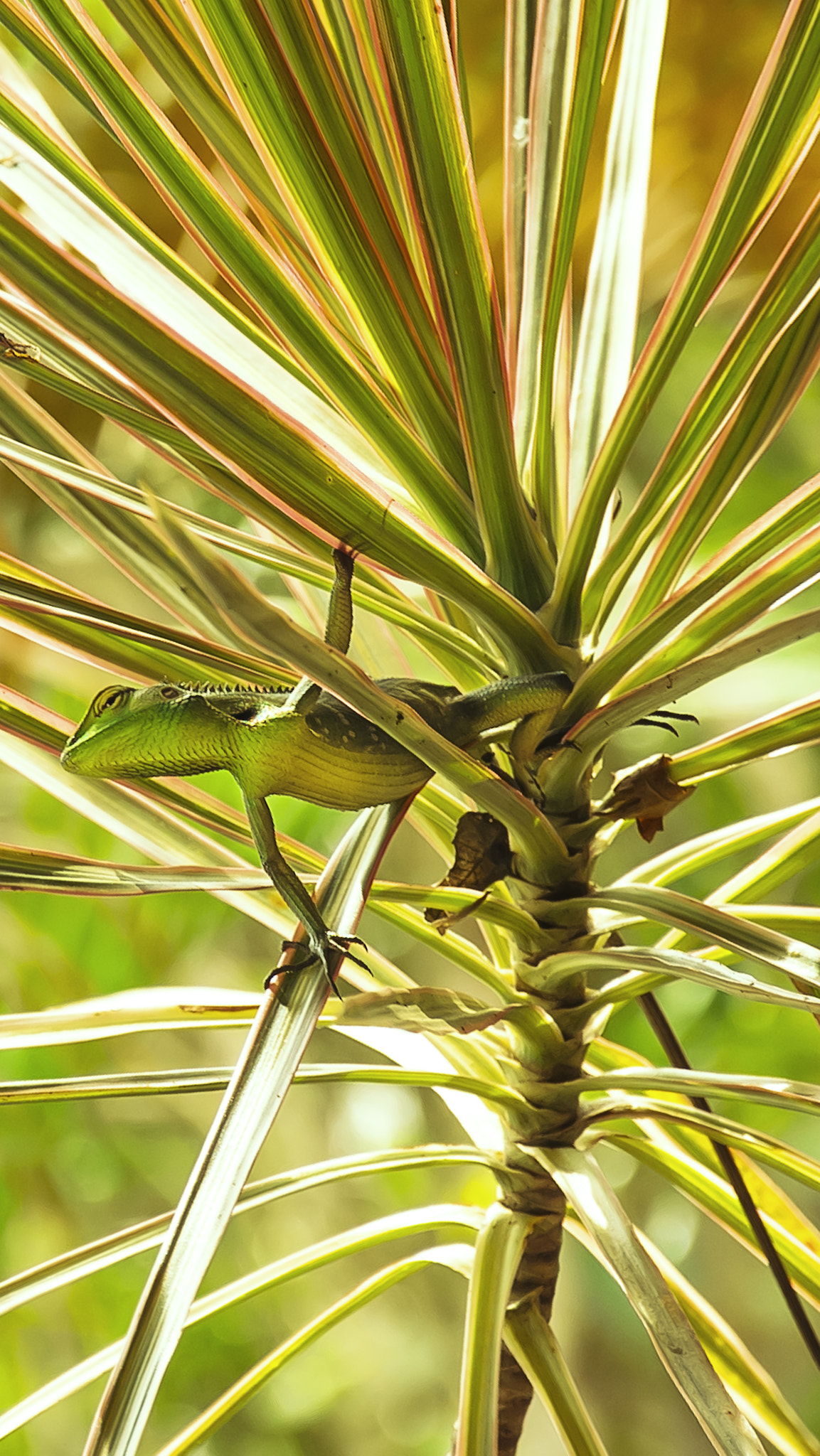Nikon D50 sample photo. The green photography