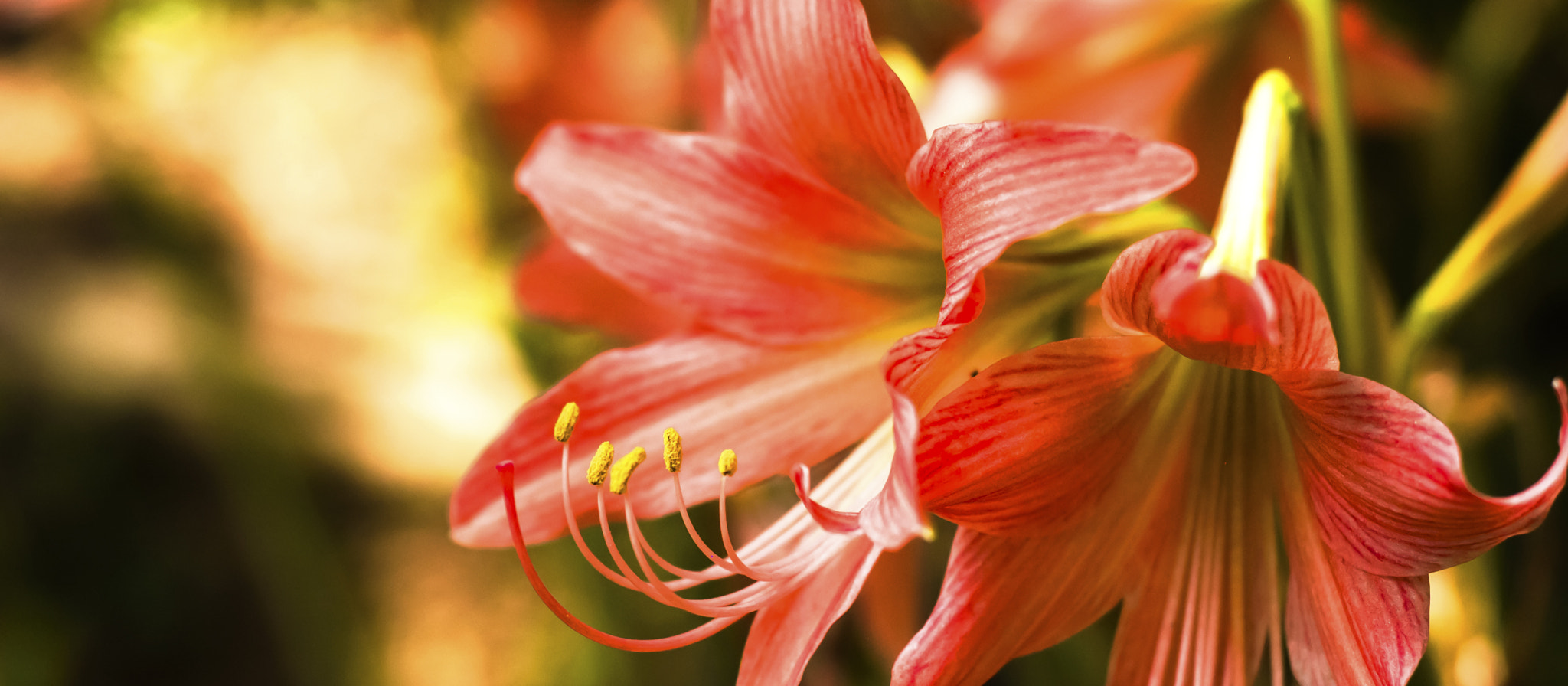 Nikon D50 + AF Nikkor 50mm f/1.8 N sample photo. Pink lilys photography