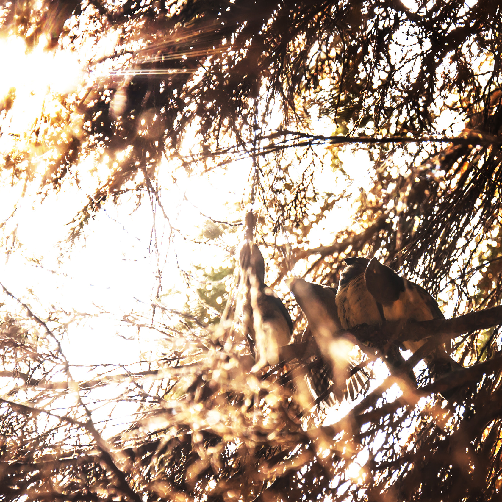 Nikon D50 sample photo. Something like christmas photography