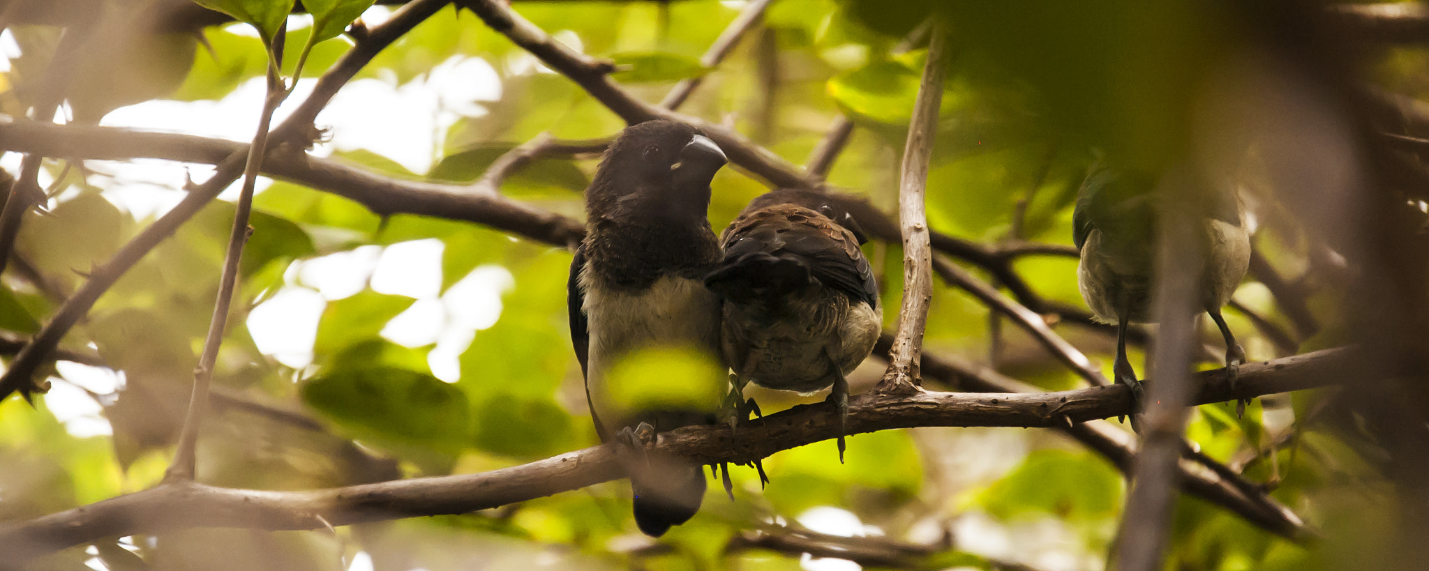 Nikon D50 sample photo. Three little birds photography