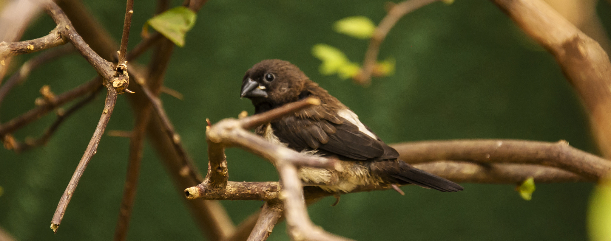 Nikon D50 sample photo. Take flight photography