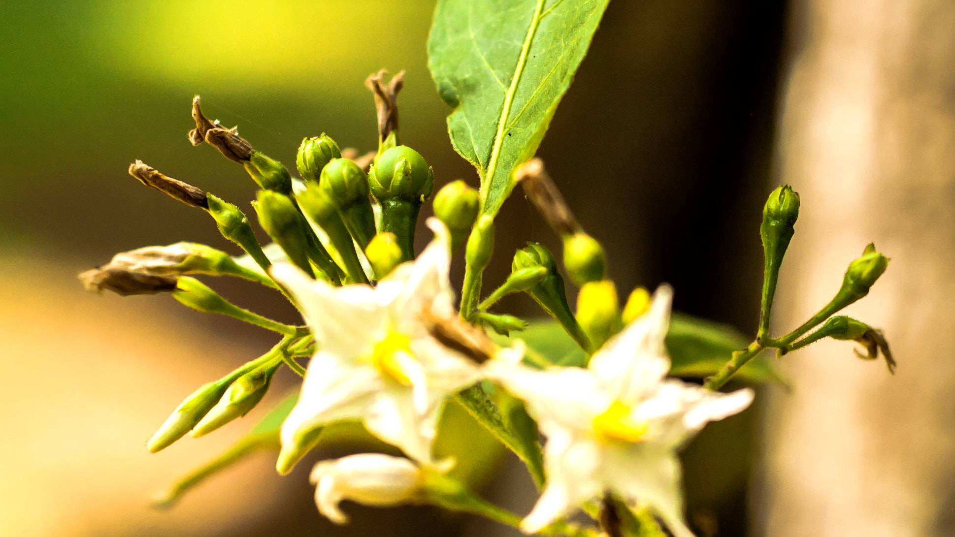 Nikon D50 + AF Nikkor 50mm f/1.8 N sample photo. Battu flower photography