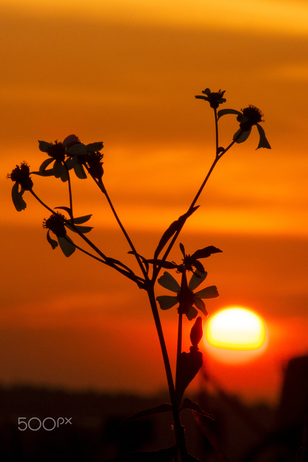 Olympus OM-D E-M5 sample photo. An evening photography