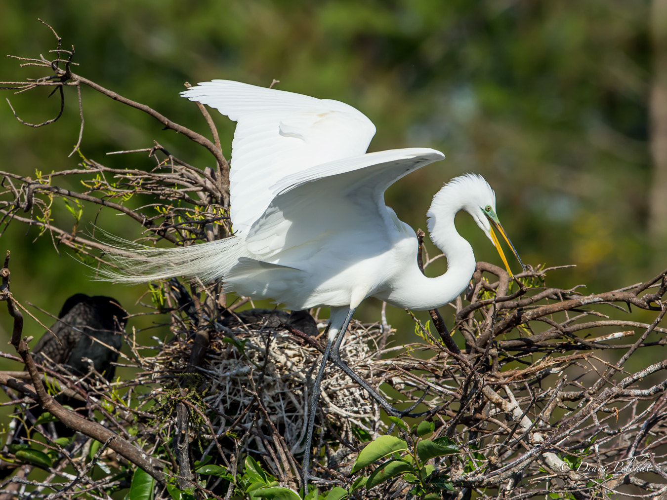 Canon EOS 60D + Canon EF 300mm F2.8L IS II USM sample photo. Great egret at nest-making photography