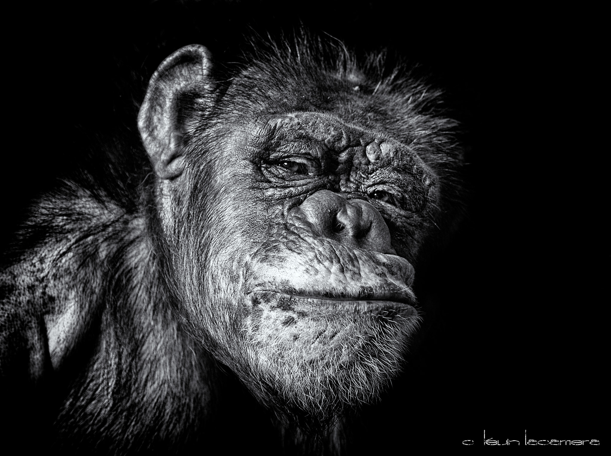 Leica Digilux 3 sample photo. Simian says photography