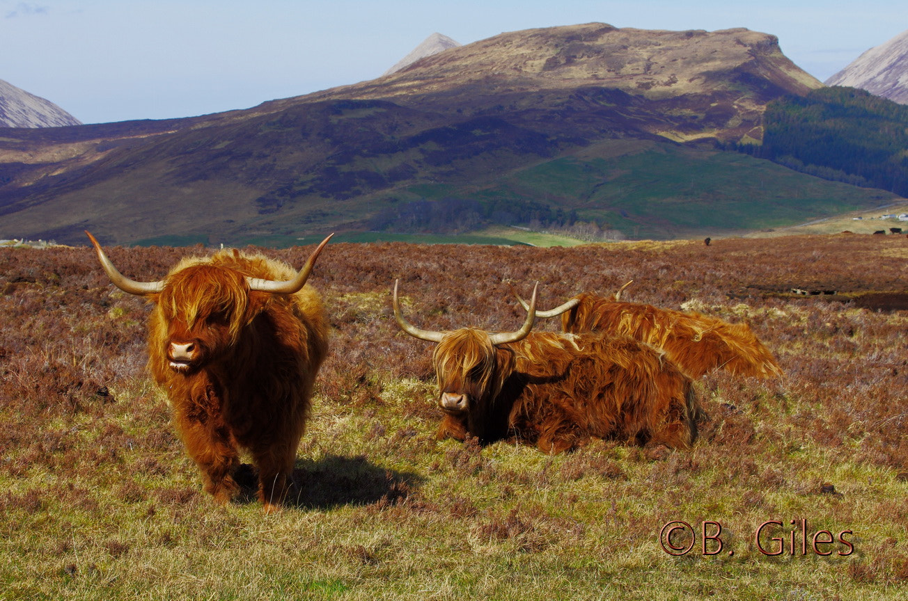 Pentax K-5 IIs sample photo. Skye highland cattle photography