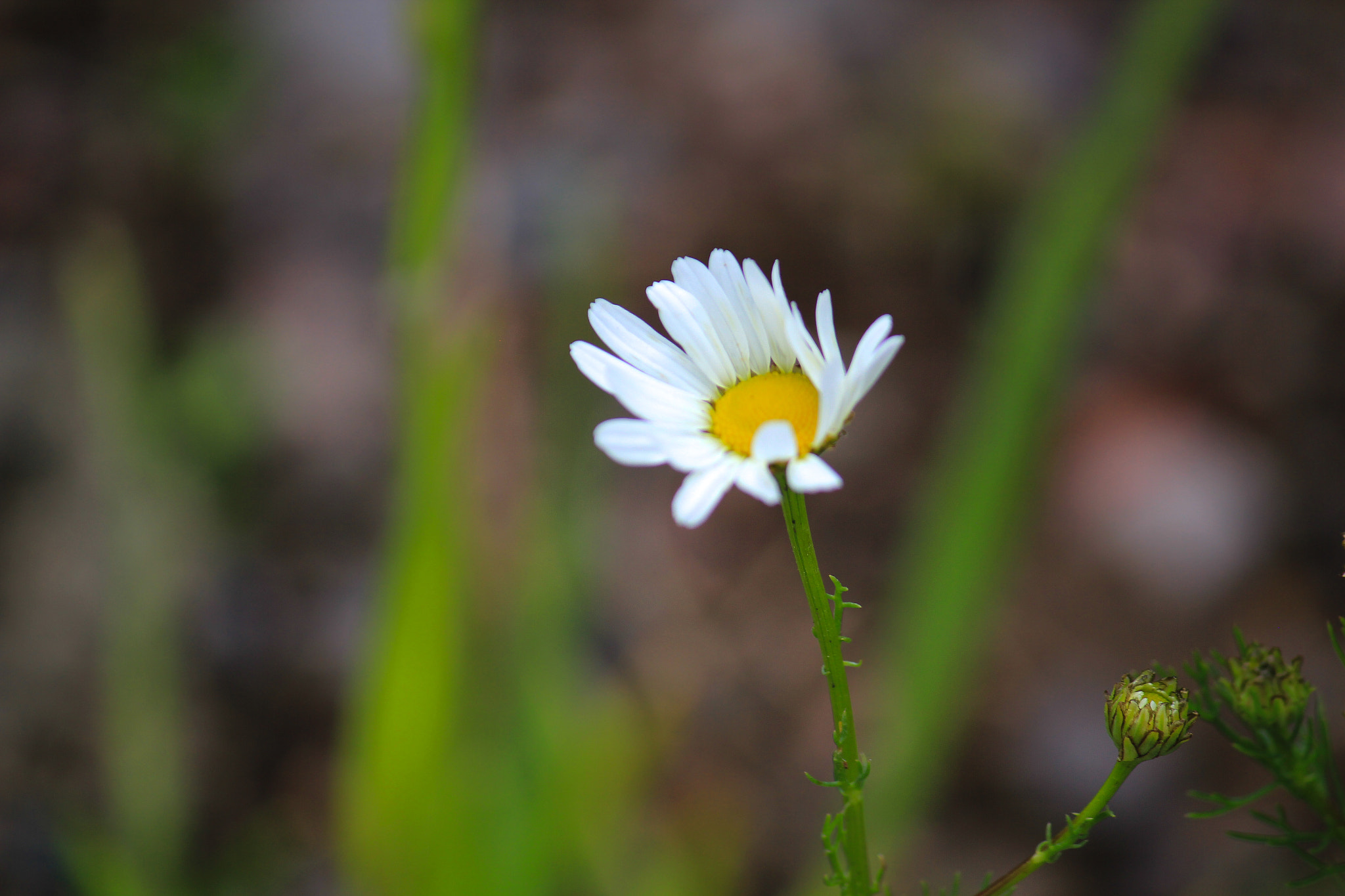 Canon EOS 550D (EOS Rebel T2i / EOS Kiss X4) sample photo. Daisy photography