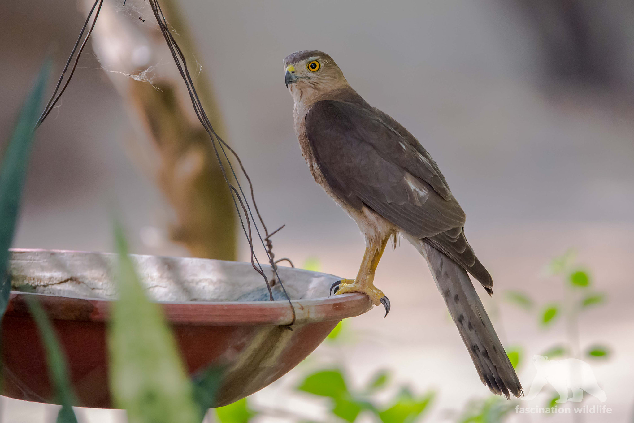 Sigma 150-600mm F5-6.3 DG OS HSM | S sample photo. Little banded goshawk photography