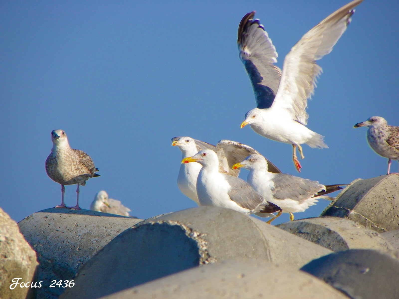 Pentax X90 sample photo. Mouettes photography