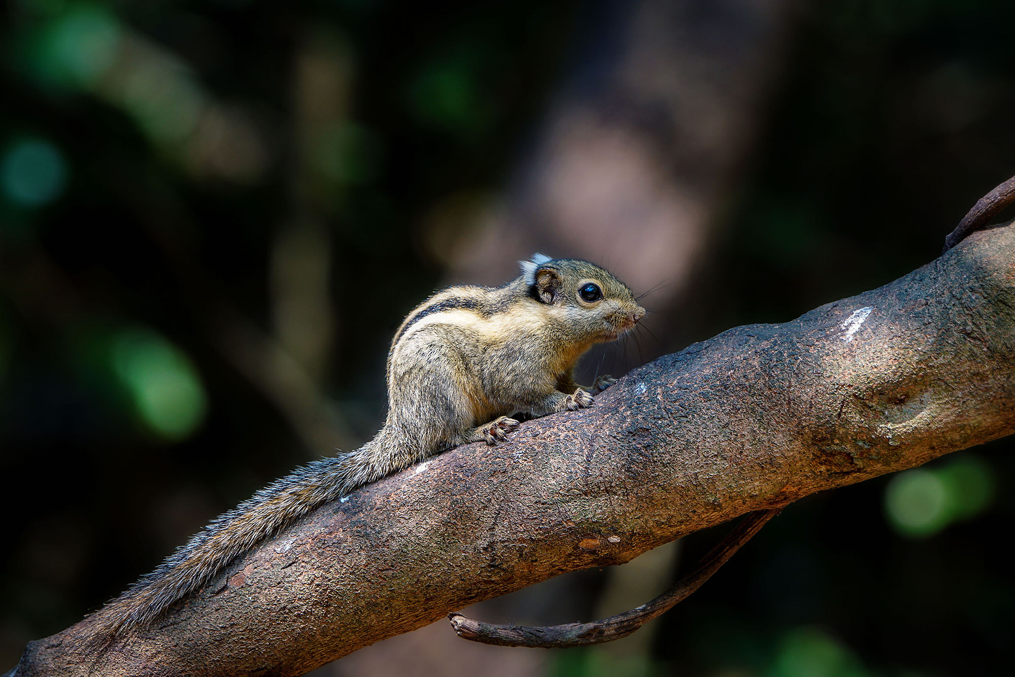 Sony ILCA-77M2 + Sony 70-400mm F4-5.6 G SSM II sample photo. Himalayan striped squirrel (burmese striped squira photography