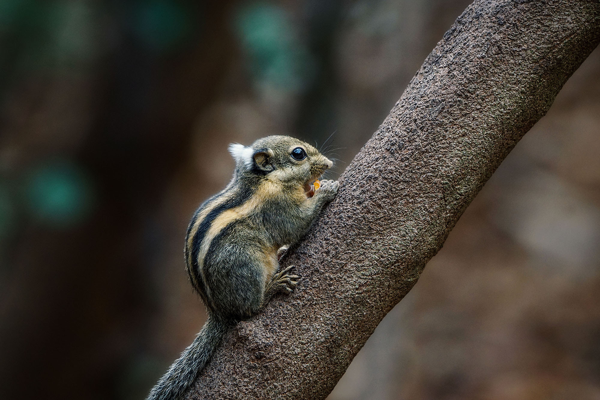 Sony ILCA-77M2 + Sony 70-400mm F4-5.6 G SSM II sample photo. Himalayan striped squirrel (burmese striped squira photography