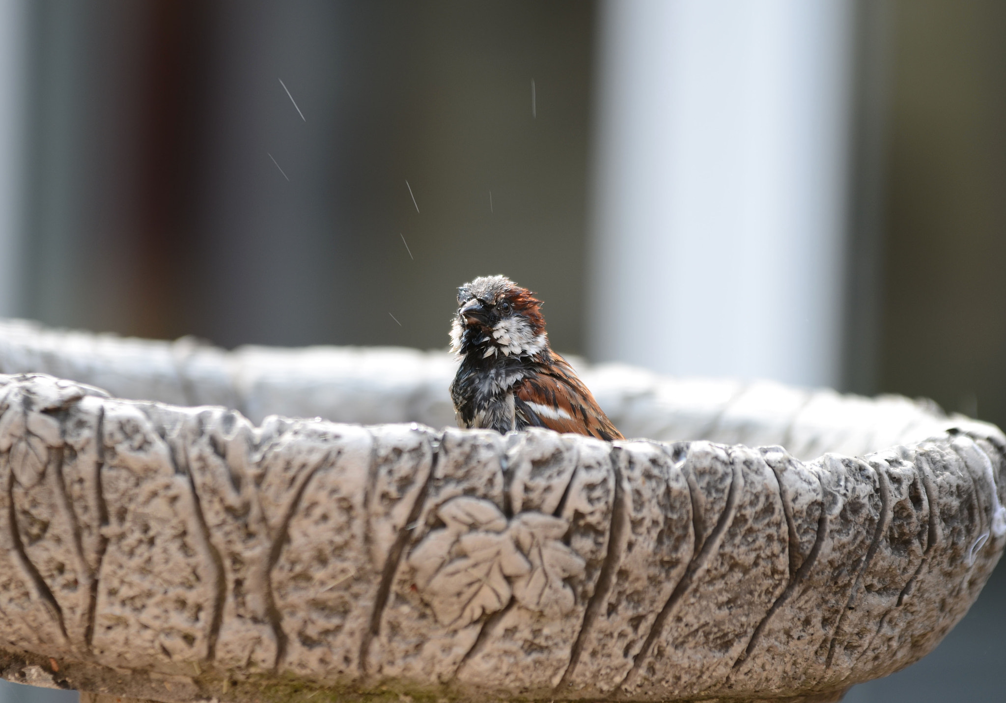 Sigma 70-200mm F2.8 EX DG OS HSM sample photo. Splash time! photography