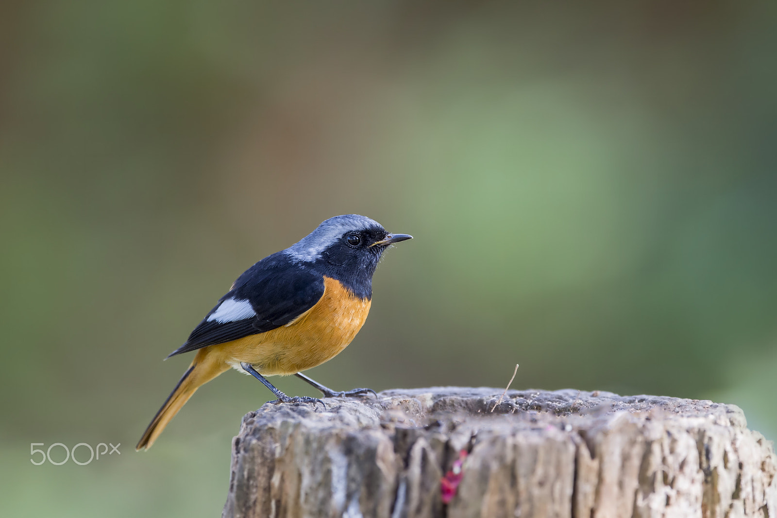 Nikon AF-S Nikkor 600mm F4E FL ED VR sample photo. Daurian redstart (m) photography