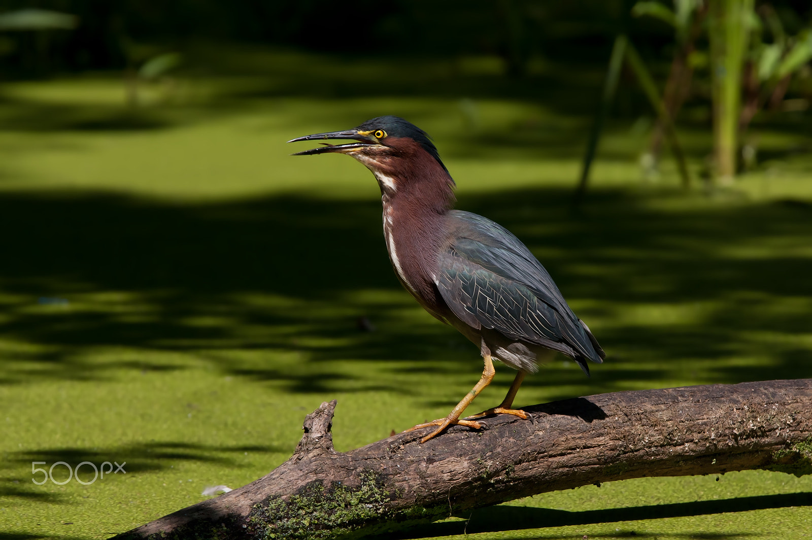 Canon EOS 40D + Canon EF 300mm F2.8L IS USM sample photo. Green heron photography