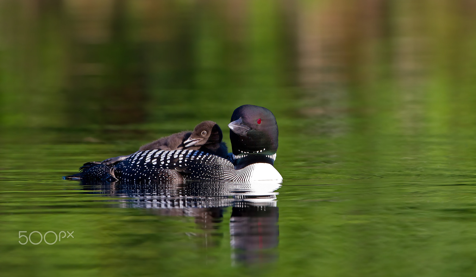 Canon EOS 7D + Canon EF 300mm F2.8L IS II USM sample photo. Common loon with chick photography