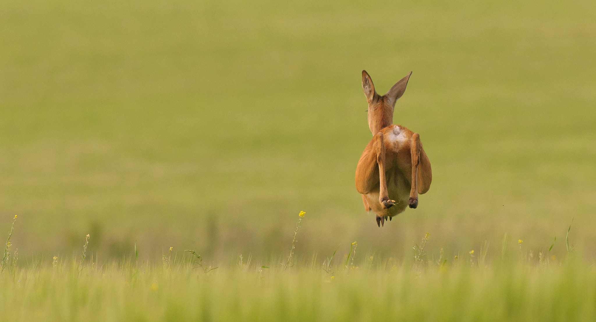 Nikon AF-S Nikkor 300mm F2.8G ED VR II sample photo. A jumping roe photography