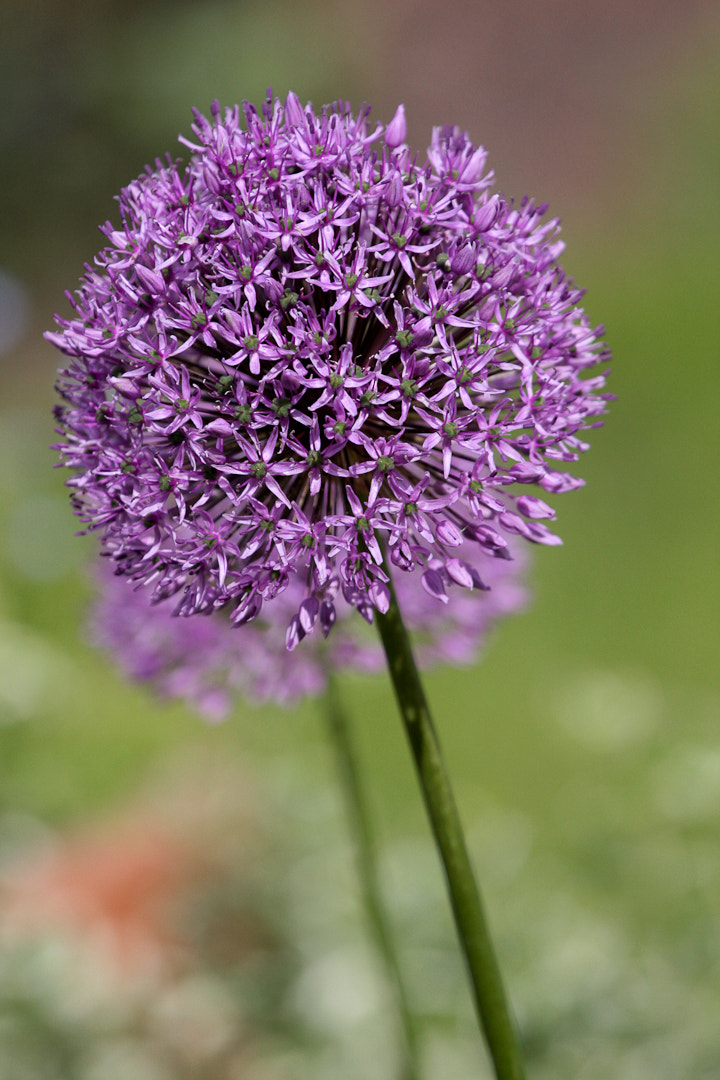 Canon EOS 40D + Canon EF 70-200mm F4L IS USM sample photo. Garlic photography