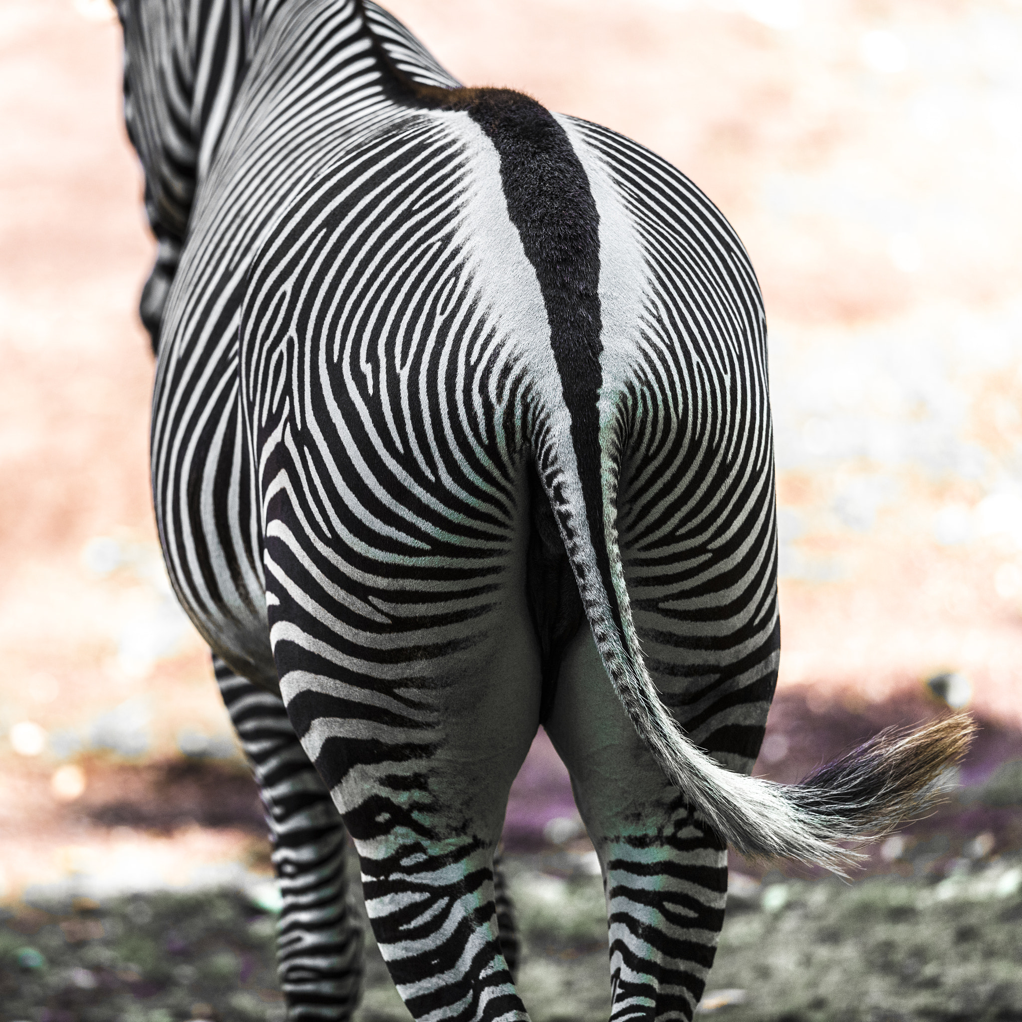 Nikon AF-S Nikkor 400mm F2.8E FL ED VR sample photo. Beautiful stripes photography