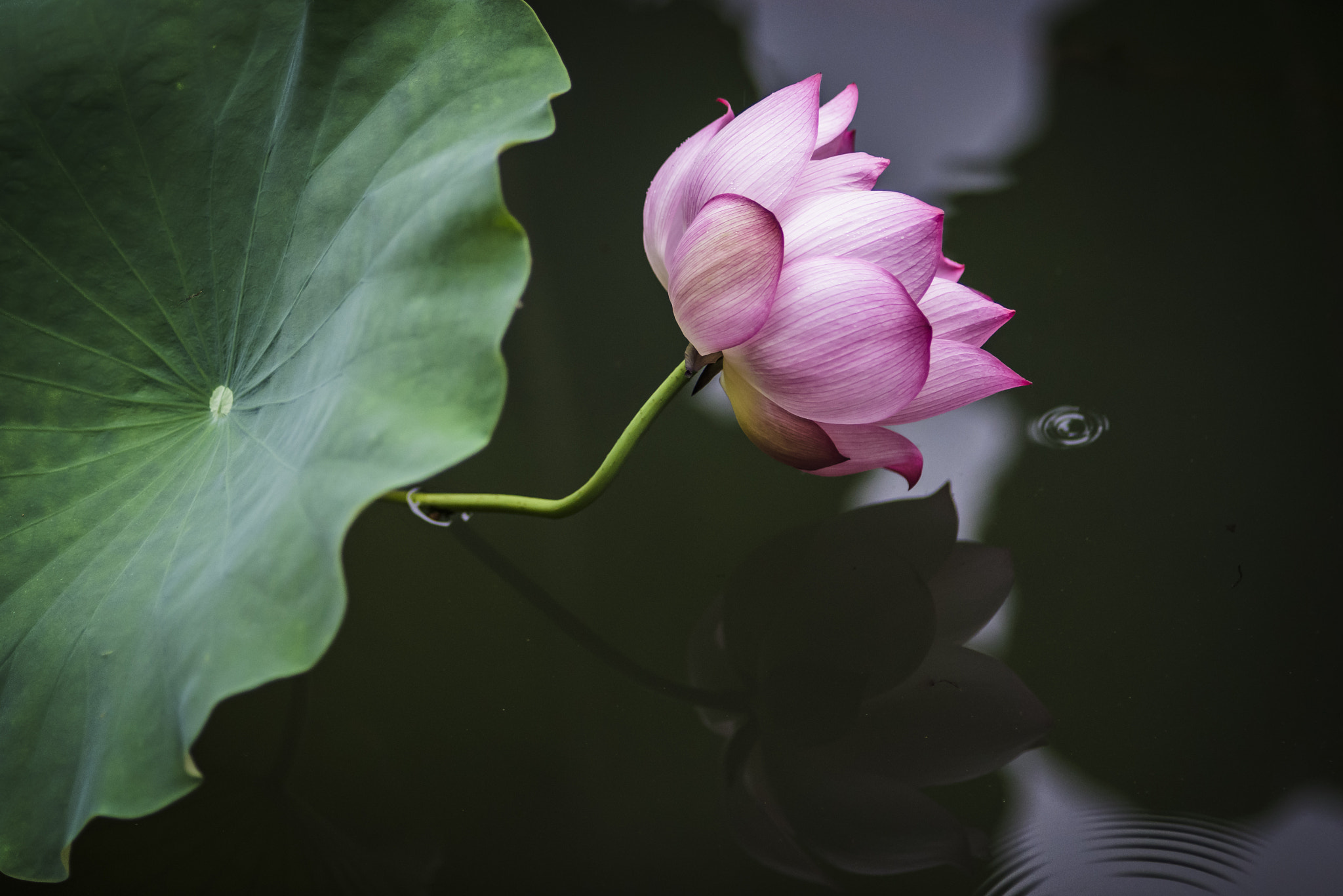 Nikon D810 + Nikon AF Nikkor 180mm F2.8D ED-IF sample photo. Lotus in the cloudy morning photography