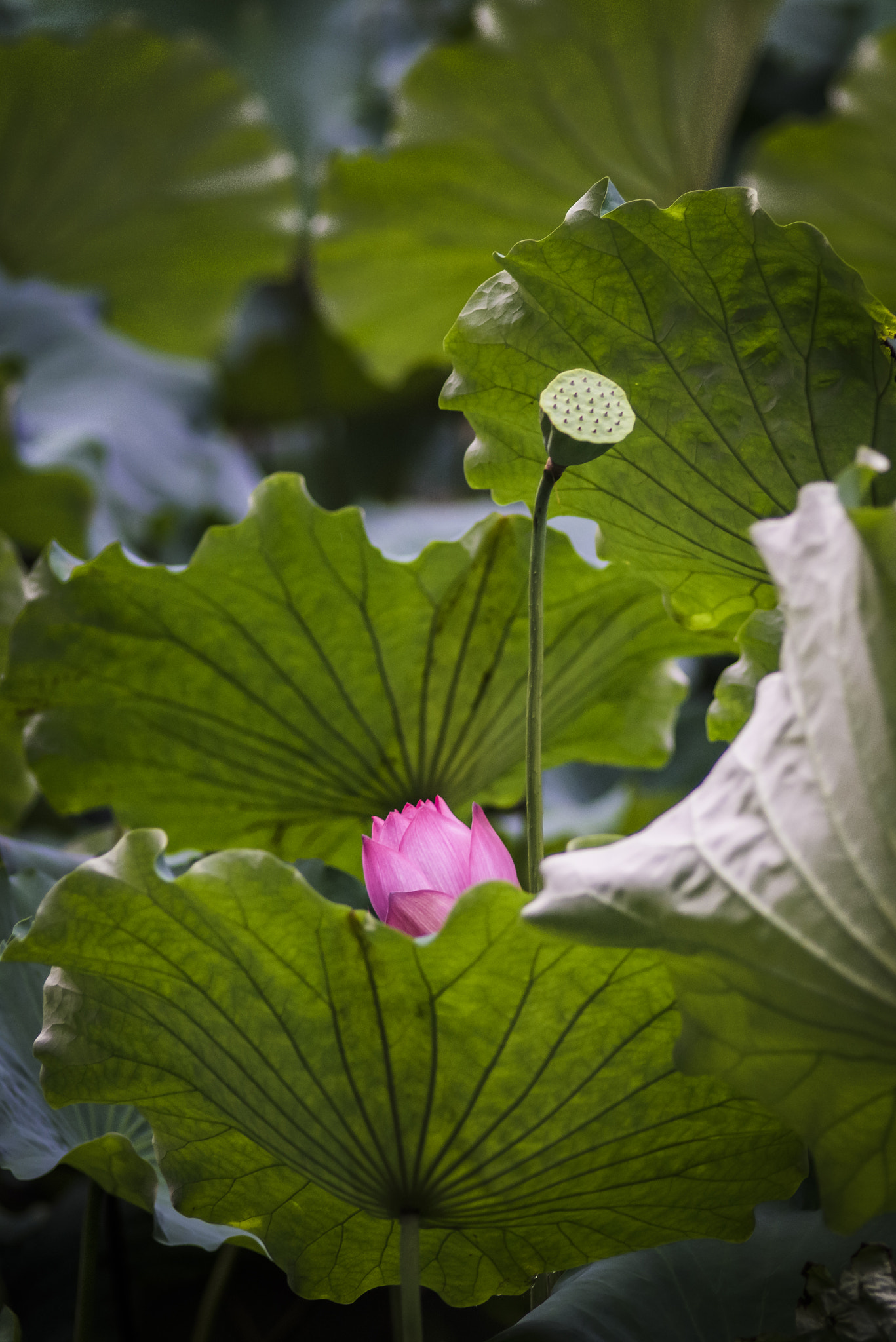 Nikon D810 + Nikon AF Nikkor 180mm F2.8D ED-IF sample photo. Lotus in the cloudy morning photography