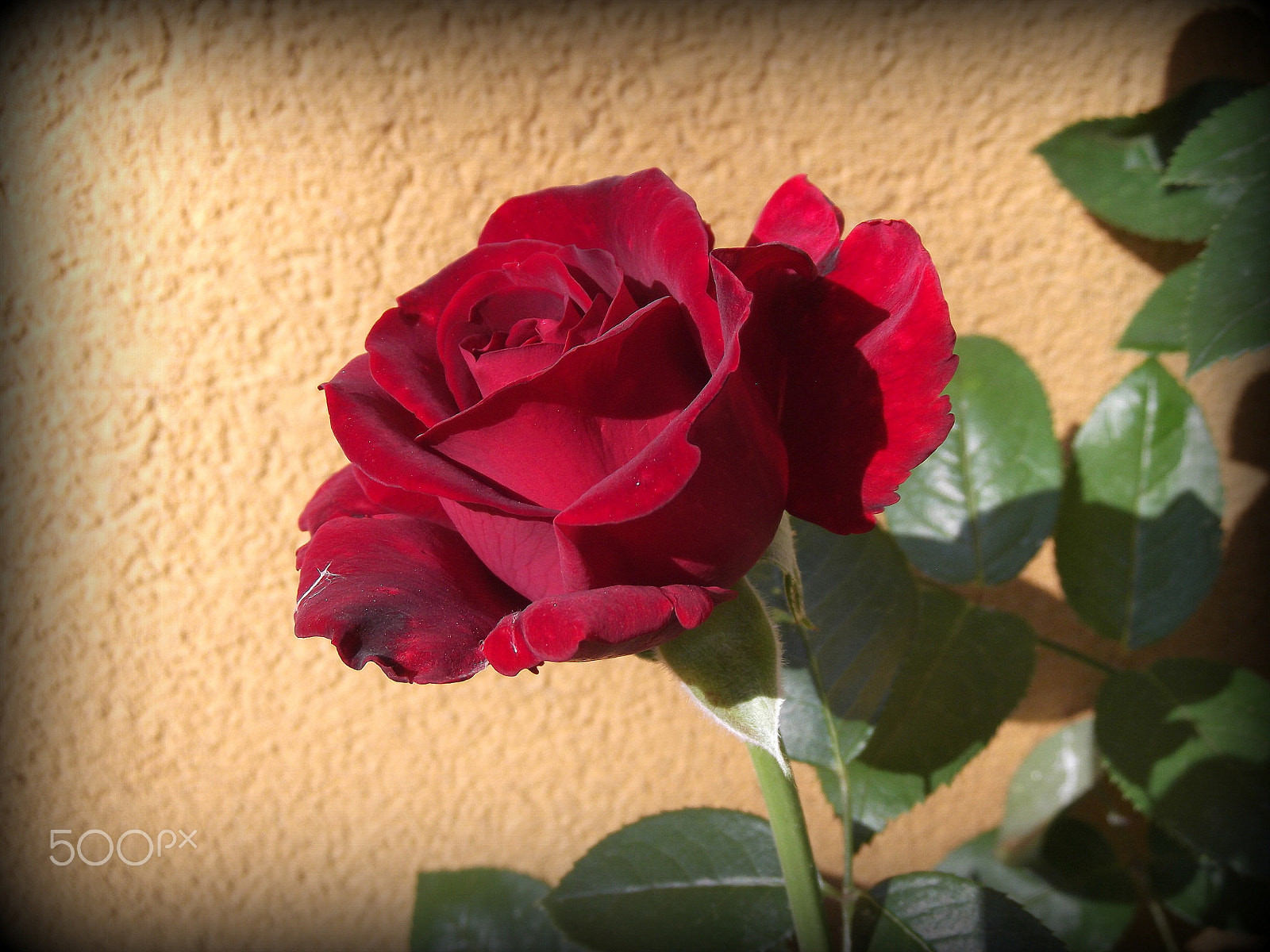 Fujifilm FinePix T310 sample photo. Red rose photography