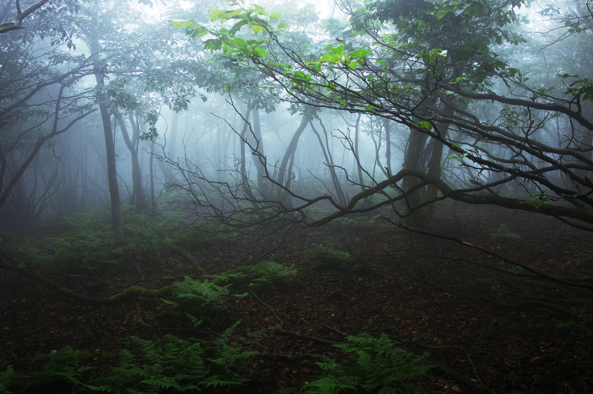 Pentax K-3 sample photo. Mt.oikedake / mie prefecture photography