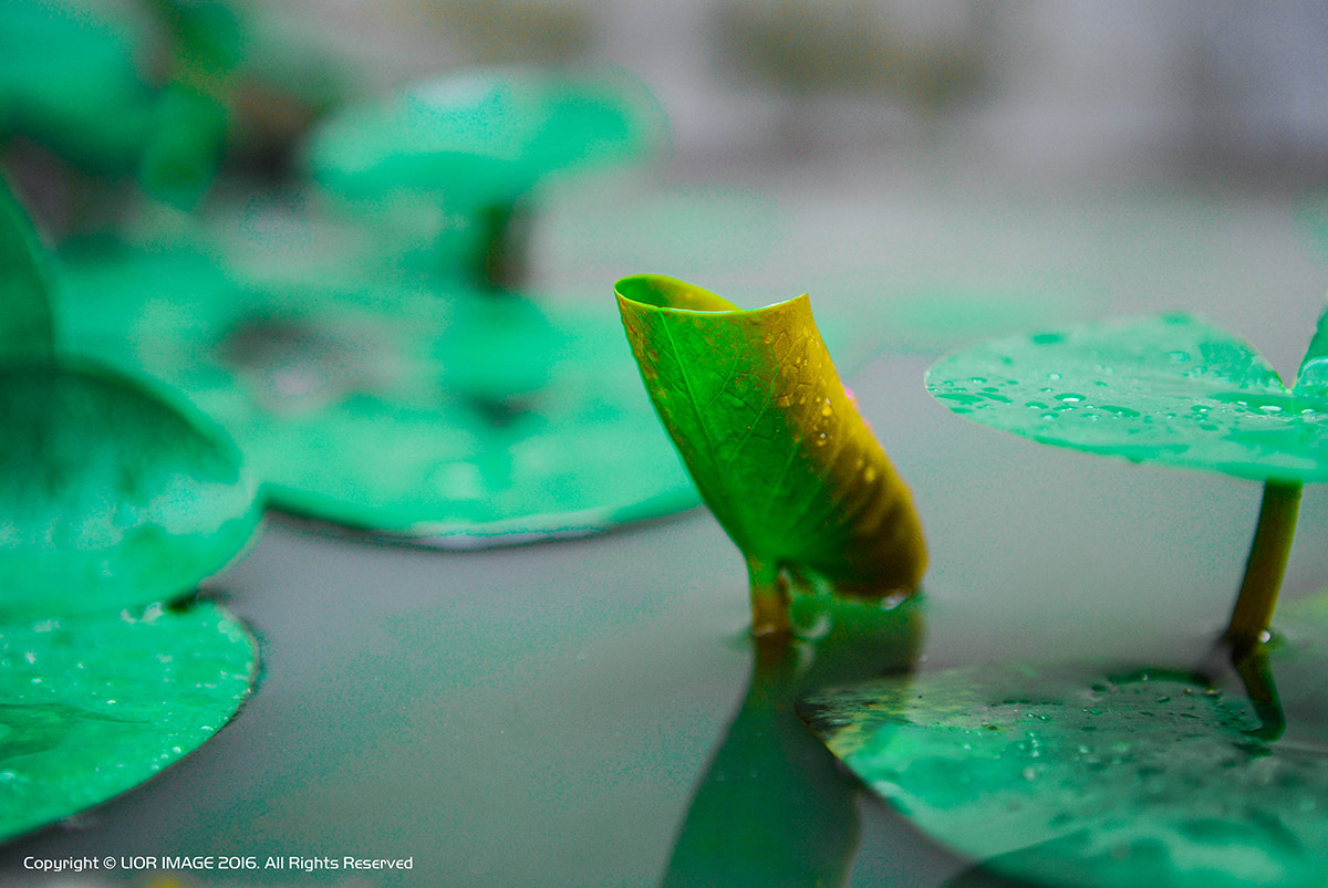 Nikon D80 sample photo. Special one photography
